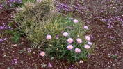 PICTURES/Father Crowley Point/t_Purple Daisys.JPG